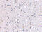  antibody, 4391, ProSci Inc, Western Blot image 