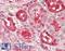Solute Carrier Family 14 Member 1 (Kidd Blood Group) antibody, LS-B9722, Lifespan Biosciences, Immunohistochemistry frozen image 