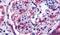 Sek1 antibody, PA5-32754, Invitrogen Antibodies, Immunohistochemistry frozen image 