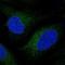 LDM antibody, HPA043508, Atlas Antibodies, Immunofluorescence image 