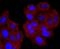 CD74 Molecule antibody, NBP2-66762, Novus Biologicals, Immunofluorescence image 