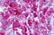 CELR1 antibody, MBS247221, MyBioSource, Immunohistochemistry paraffin image 