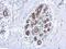 Fatty Acid Amide Hydrolase antibody, NBP2-16397, Novus Biologicals, Immunohistochemistry paraffin image 