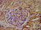 Kinesin Family Member 20B antibody, LS-C672356, Lifespan Biosciences, Immunohistochemistry paraffin image 