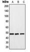 Probable G-protein coupled receptor 173 antibody, LS-C353467, Lifespan Biosciences, Western Blot image 