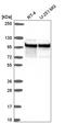 Interferon Regulatory Factor 2 Binding Protein Like antibody, HPA061333, Atlas Antibodies, Western Blot image 