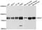 Paraplegin antibody, A10249, ABclonal Technology, Western Blot image 