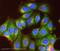 TNF Receptor Superfamily Member 11b antibody, ab73400, Abcam, Immunofluorescence image 
