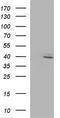 Replication factor C subunit 4 antibody, TA590357, Origene, Western Blot image 