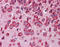 F-box/WD repeat-containing protein 7 antibody, ARP37443_P050, Aviva Systems Biology, Immunohistochemistry paraffin image 