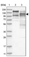 SR-Related CTD Associated Factor 4 antibody, PA5-55982, Invitrogen Antibodies, Western Blot image 