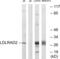 Low Density Lipoprotein Receptor Class A Domain Containing 2 antibody, abx014557, Abbexa, Western Blot image 