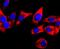 Dopamine Receptor D1 antibody, NBP2-66807, Novus Biologicals, Immunocytochemistry image 