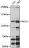 Nucleotide Binding Oligomerization Domain Containing 1 antibody, GTX54595, GeneTex, Western Blot image 