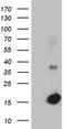Galectin 1 antibody, CF810852, Origene, Western Blot image 