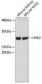 Uroplakin 2 antibody, 19-038, ProSci, Western Blot image 
