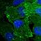 ENAH Actin Regulator antibody, HPA028696, Atlas Antibodies, Immunocytochemistry image 