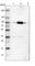 Cysteinyl-tRNA synthetase, cytoplasmic antibody, HPA002383, Atlas Antibodies, Western Blot image 