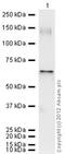 X-Linked Inhibitor Of Apoptosis antibody, ab21278, Abcam, Western Blot image 
