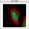 Macrophage Erythroblast Attacher antibody, GTX115394, GeneTex, Immunocytochemistry image 