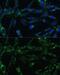 Calpain 5 antibody, GTX33057, GeneTex, Immunocytochemistry image 