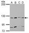 Myosin IA antibody, GTX110081, GeneTex, Western Blot image 