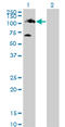 Non-receptor tyrosine-protein kinase TYK2 antibody, LS-C133500, Lifespan Biosciences, Western Blot image 