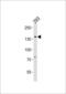SPIN antibody, 59-657, ProSci, Western Blot image 