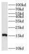 Ribosomal Protein S20 antibody, FNab07464, FineTest, Western Blot image 