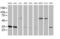 NADH-cytochrome b5 reductase 3 antibody, MA5-25143, Invitrogen Antibodies, Western Blot image 
