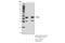 Nucleolysin TIA-1 antibody, 86050S, Cell Signaling Technology, Immunoprecipitation image 