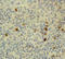 Cyclin E1 antibody, DM266-05, Origene, Immunohistochemistry frozen image 