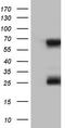 Kelch Like Family Member 12 antibody, TA803564BM, Origene, Western Blot image 
