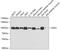 DEAD-Box Helicase 1 antibody, A6575, ABclonal Technology, Western Blot image 