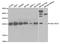 Type II HADH antibody, TA332692, Origene, Western Blot image 