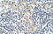 Eukaryotic Translation Initiation Factor 4H antibody, 29-458, ProSci, Western Blot image 