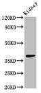 LIM and senescent cell antigen-like-containing domain protein 1 antibody, CSB-PA012955EA01HU, Cusabio, Western Blot image 