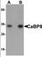 Calneuron 1 antibody, orb94562, Biorbyt, Western Blot image 