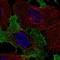 NKG2-C type II integral membrane protein antibody, HPA058052, Atlas Antibodies, Immunocytochemistry image 