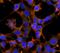 4-Hydroxy-2-hexenal antibody, NBP2-59353, Novus Biologicals, Immunofluorescence image 