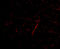  antibody, 4393, ProSci Inc, Immunofluorescence image 