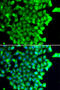 TP53 Regulated Inhibitor Of Apoptosis 1 antibody, 22-855, ProSci, Immunofluorescence image 