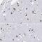 Mago Homolog, Exon Junction Complex Subunit antibody, PA5-60208, Invitrogen Antibodies, Immunohistochemistry frozen image 