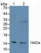 H2A Histone Family Member Z antibody, LS-C374939, Lifespan Biosciences, Western Blot image 