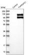 TNF Receptor Superfamily Member 21 antibody, HPA006746, Atlas Antibodies, Western Blot image 