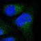 Family With Sequence Similarity 81 Member A antibody, NBP2-33295, Novus Biologicals, Immunofluorescence image 