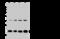 Mitochondrial Ribosomal Protein L58 antibody, 202448-T44, Sino Biological, Western Blot image 