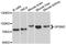 G Protein Signaling Modulator 2 antibody, A10553, ABclonal Technology, Western Blot image 