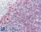CD79a antibody, LS-B8330, Lifespan Biosciences, Immunohistochemistry frozen image 