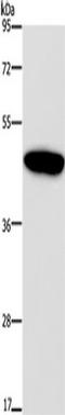 Gastric Inhibitory Polypeptide Receptor antibody, TA350912, Origene, Western Blot image 